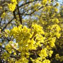 Cornus officinalis fleur